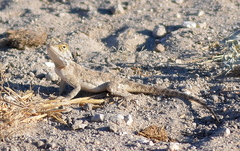 Agama aculeata