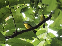 Aegithina lafresnayei