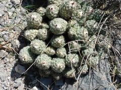 Coryphantha durangensis