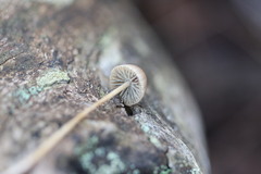 Stropharia subuda
