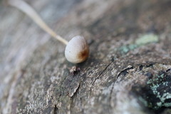 Stropharia subuda