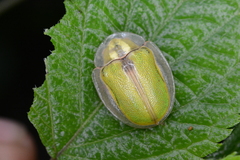 Physonota nitidicollis