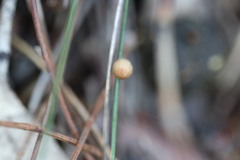 Stropharia subuda
