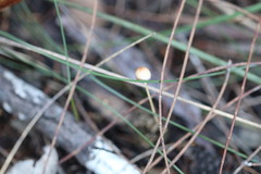 Stropharia subuda