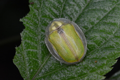 Physonota nitidicollis