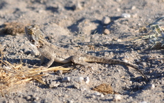 Agama aculeata