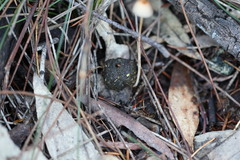 Stropharia subuda
