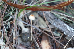 Stropharia subuda