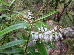 Veronica macrocarpa