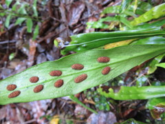 Loxogramme dictyopteris