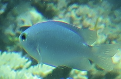 Pomacentrus lepidogenys