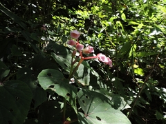 Begonia grandis