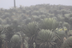 Cistothorus apolinari hernandezi