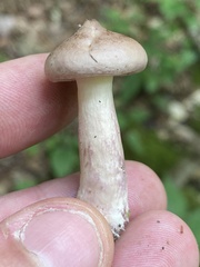 Lactarius uvidus