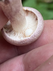 Lactarius uvidus