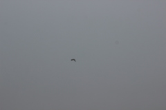 Gallinago nobilis
