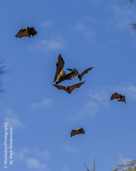 Pteropus poliocephalus