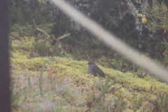 Geospizopsis unicolor