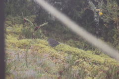 Geospizopsis unicolor