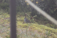 Geospizopsis unicolor