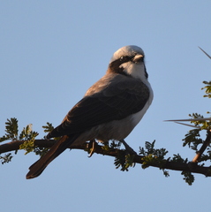 Eurocephalus anguitimens