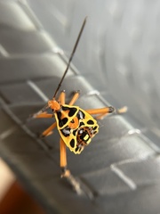 Pachylis nervosus