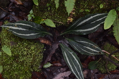 Sarcoglottis schaffneri