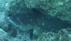 Epinephelus coeruleopunctatus