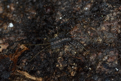 Scutigera linceci