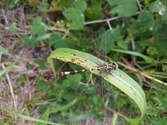 Aphylla angustifolia