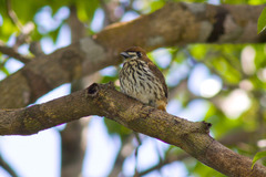 Micromonacha lanceolata