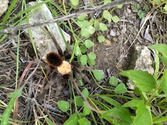 Brachypelma albiceps