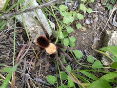 Brachypelma albiceps