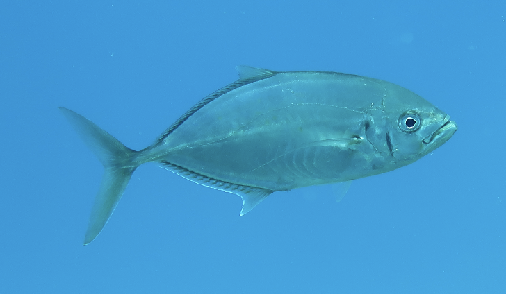 Barcheek trevally (Carangoides plagiotaenia) — Carangidae