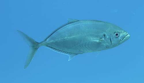 Barcheek trevally (Carangoides plagiotaenia) — Carangidae