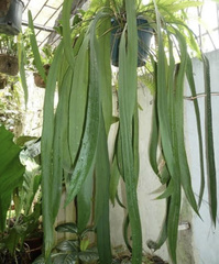 Anthurium vittariifolium