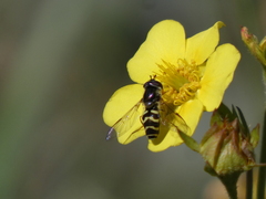 Dasysyrphus creper