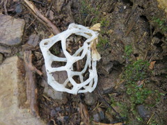 Ileodictyon cibarium