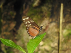 Heliconius hecalesia
