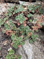 Heuchera parishii