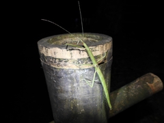 Lopaphus longicollis