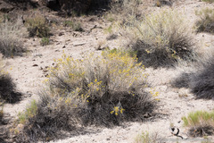 Tetradymia tetrameres
