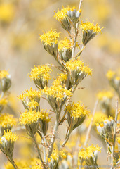 Tetradymia tetrameres
