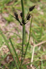 Cyperus stoloniferus
