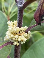 Cuscuta coryli