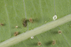 Pseudococcidae
