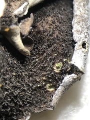 Dermatocarpon schaechtelinii