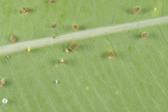 Pseudococcidae
