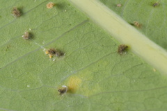 Pseudococcidae