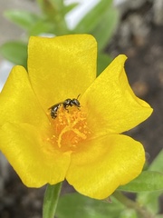 Ceratina dentipes